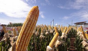 Santa Catarina encerra colheita de milho com incremento de 17% na produção com destaque para a região de Joaçaba 