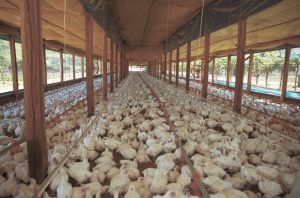 Exportações de carne de aves em SC já superam 1 bilhão de dólares