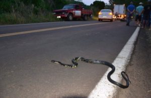 Mulher desvia de cobra, bate de frente em caminhonete e morre