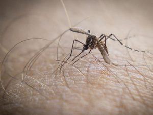 Catanduvas entre os municípios infestados pelo Aedes aegypti