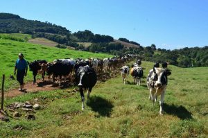 Mais de 560 mil litros de leite são produzidos por família do interior de Herval d’Oeste