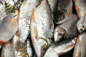 Pesquisa do Procon em Joaçaba aponta diferença de até 75% no preço do peixe entre supermercados