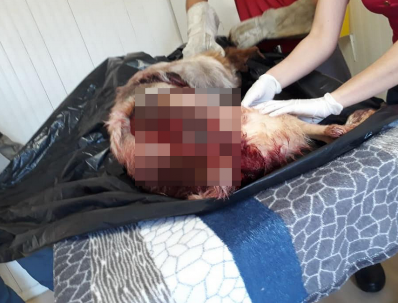 Cachorro pode ter sido arrastado por carro em Concórdia