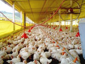 BRF de Capinzal, Concórdia e Chapecó já podem exportar frango