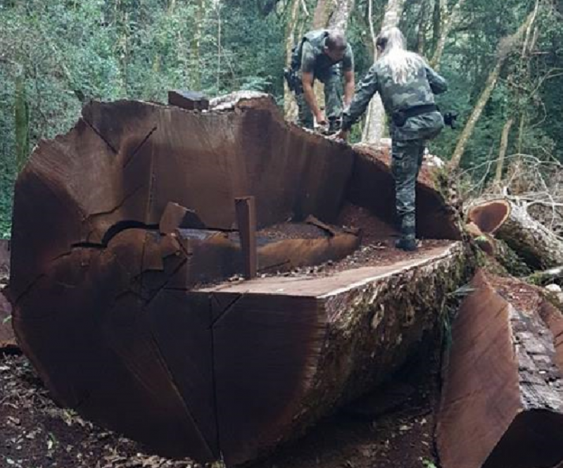 Crime ambiental: imbuia centenária é derrubada em Vargem Bonita