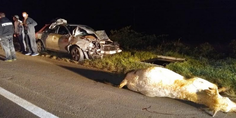 Animais na pista causam acidente na BR-282, em Campos Novos