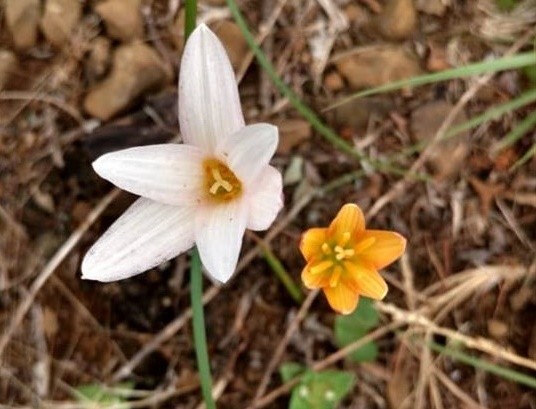 Como homenagem ao seu descobridor, a planta leva o nome de Zephyranthes comunelloi R. Bastian & Büneker.