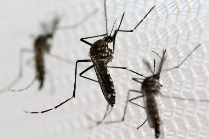 Município de Catanduvas é considerado infestado pelo mosquito transmissor da dengue