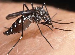 Encontrado foco do Aedes aegypti em Herval d’Oeste