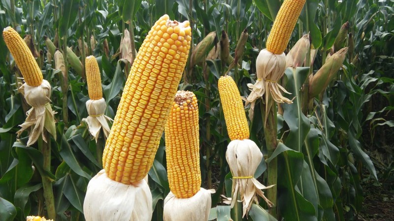 Dia de Campo em Luzerna apresenta tecnologias na produção de milho